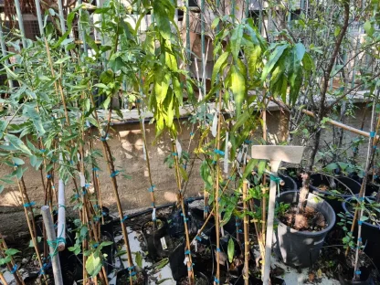 אפרסק מצוי פיתה'