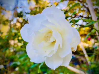 ורד (כלאי תה) 'פסקלי'