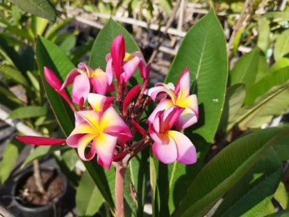 פלומריה ריחנית 'פאקהאה', פאקהאה