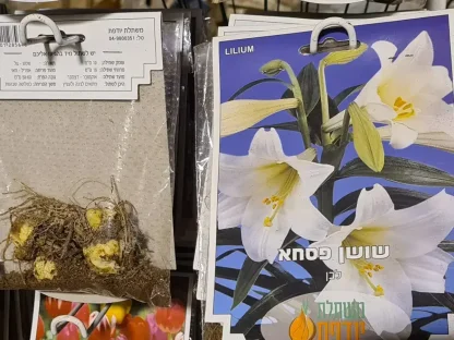 פקעות שושן פסחא לבן