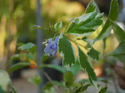 1200-פריחה ועלווה של דורנטה מגוונת
