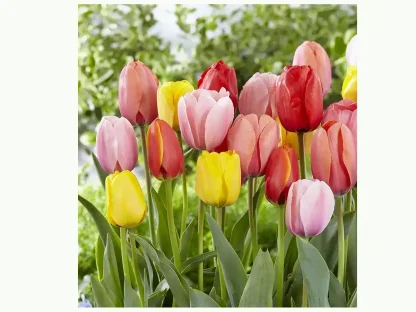 פקעות צבעוני שלל צבעים