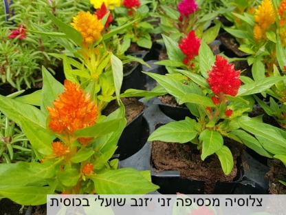 צלוסיה מכסיפה זנב שועל פורח