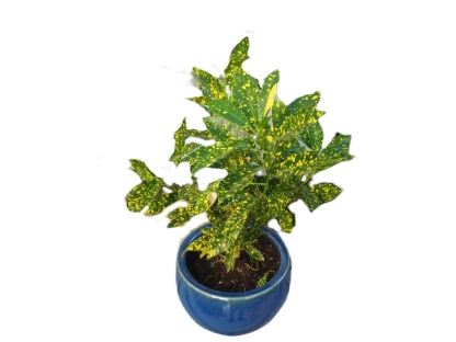 קודן מגוון-מצוייר אוקוביפוליום גולדן פינגר בסייגון