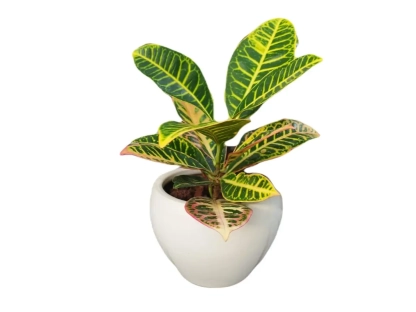 קודן מגוון מצויר בסייגון