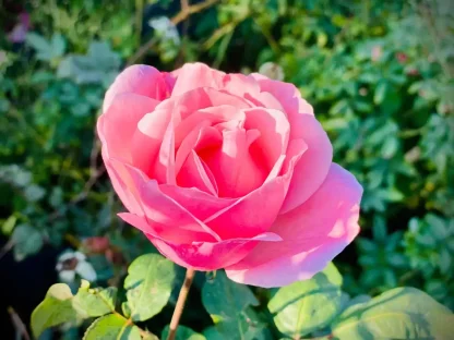 ורד (כלאי תה) 'קווין אליזבת' 04