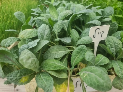 קייל שתילונים, סטרטרים