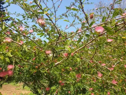 קליאנדרה ורודת קרקפות