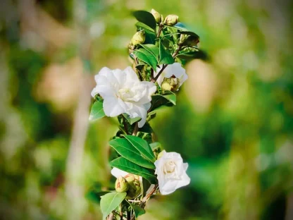 קמליה יפנית