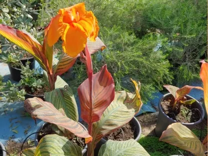 קנה הודית עלוה מגוונת פריחה כתומה