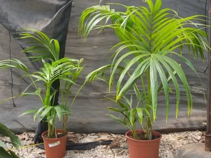 דקל קנטיה עציץ קוטר 23.5 ס"מ בצד עציץ קוטר 18 ס"מ