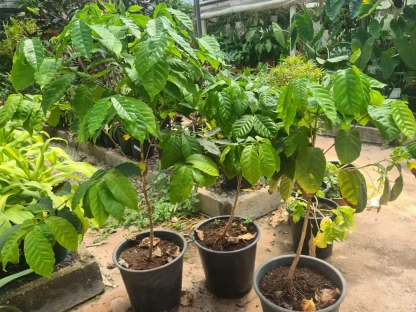 שתילי קפה ערבי