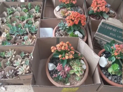 קרטון ק.ש סבלות