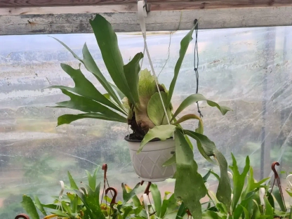 קרן אייל (פלטיקריון)