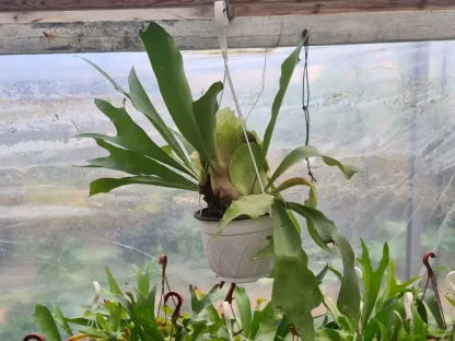 פלטיקריון דו-קרנית (קרן אייל)