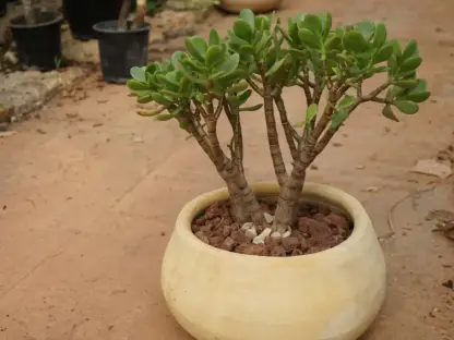 קרסולה בחרס חברוני, קרסולת הגינות