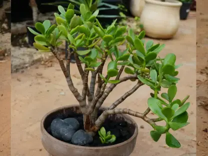 קרסולה בחרס טרקוטה, קרסולת הגינות