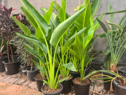 רוונלה מלגשית