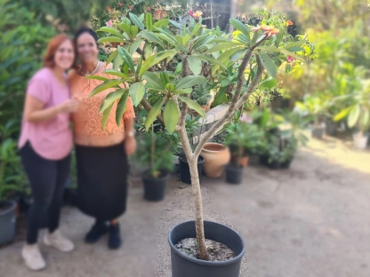 פלומריה בוגרת שלל צבעים מאוקלמת מהאדמה