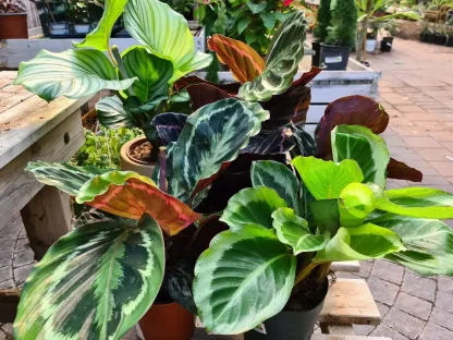 קלתיאה רוזה פיקטה