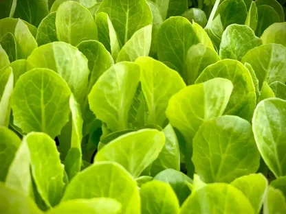 חסה רומית בסטרטרים