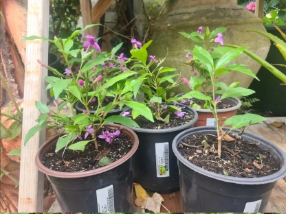 בת-אביב דלילה מיני-פרפל