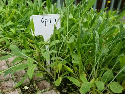 שתילוני רוקט, גרגיר הנחלים