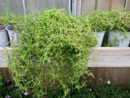 דרוסנתמון (טלמון) רב פרחים