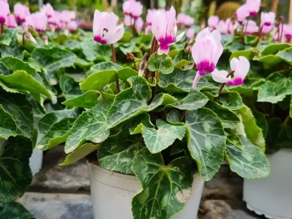 רקפת בורוד אופיני