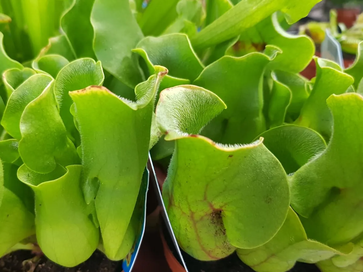 שופריות שמנמנות בעציץ 9 ס"מ