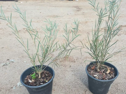 שיטה משולשלת 3