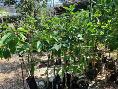 אבוקדו אמריקני שרוויל