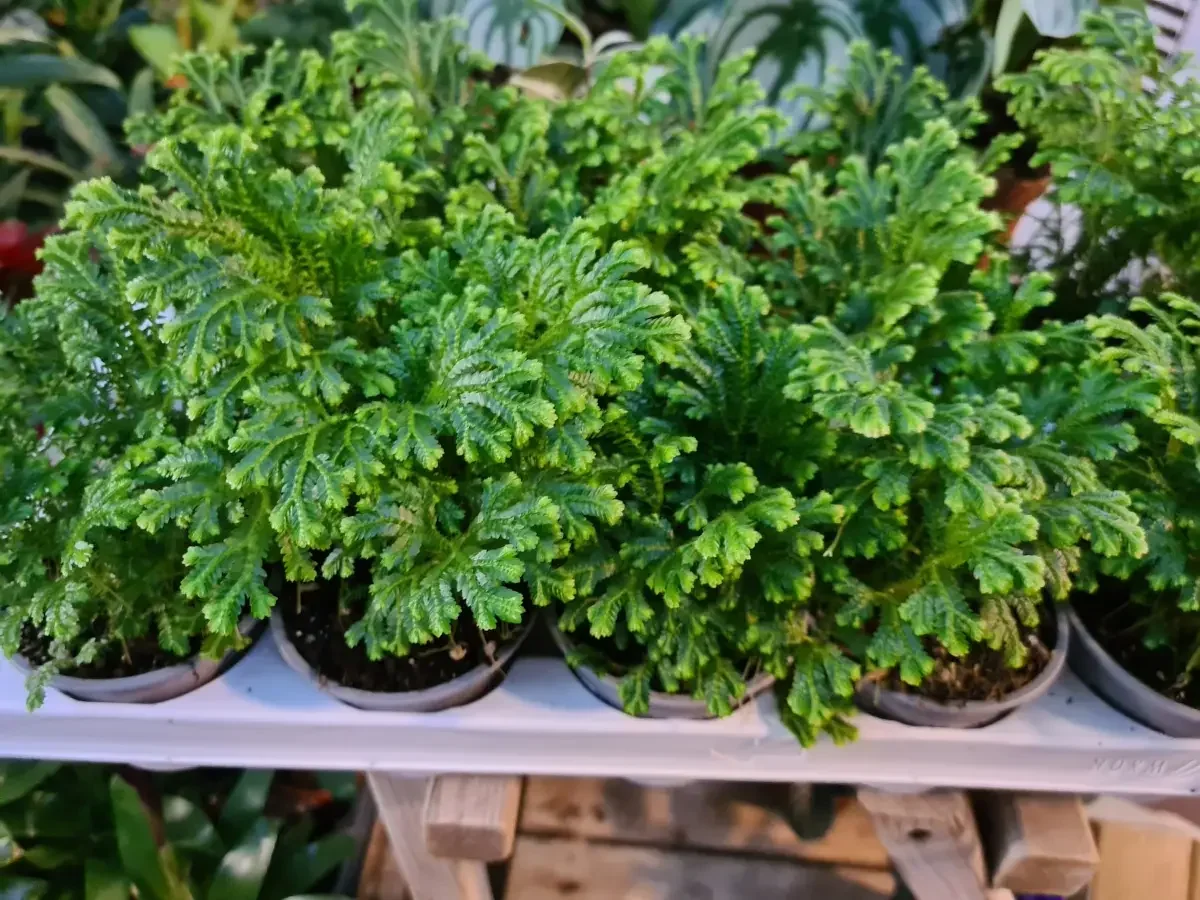 שרך סנגלינה