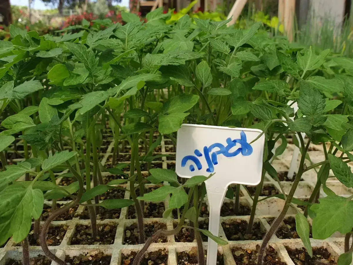 עגבניה שתילון