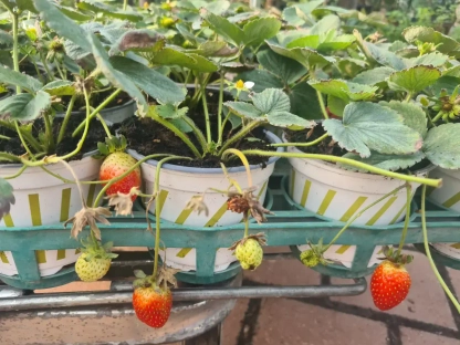 תות שדה בעציץ בקוטר 10-12 ס"מ