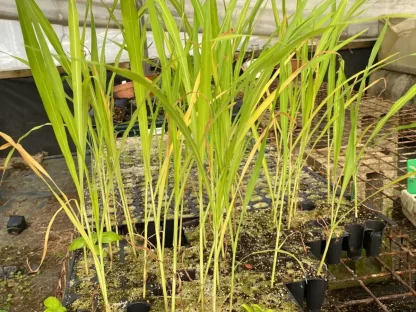 שתילוני תירס מתוק