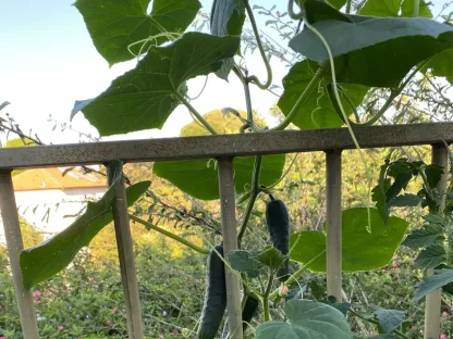 שתילי מלפפון עם פרי