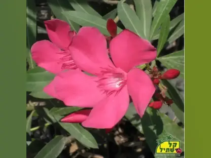 הרדוף הנחלים 'ננסי' (אדום)