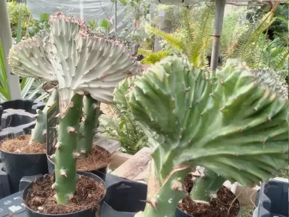 קקטוס אופרביה מורכב