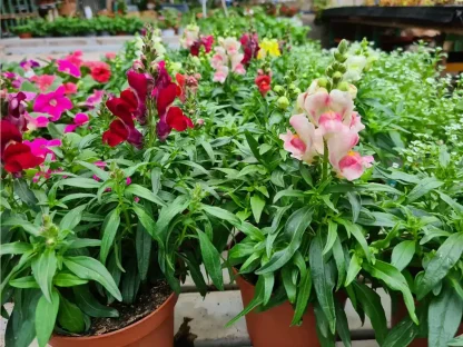 לוע-ארי בינוני