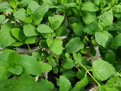 נענע משובלת ספרדית