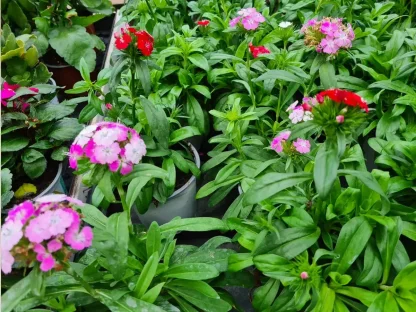 ציפורן אמריקני שלל צבעים