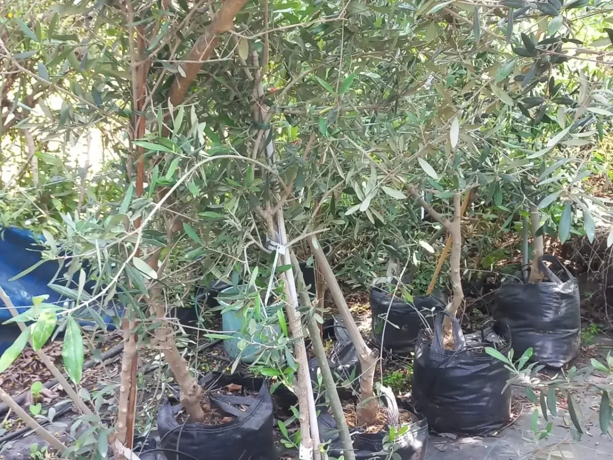 זית אירופי 'קורטינה' ב-25 ליטר