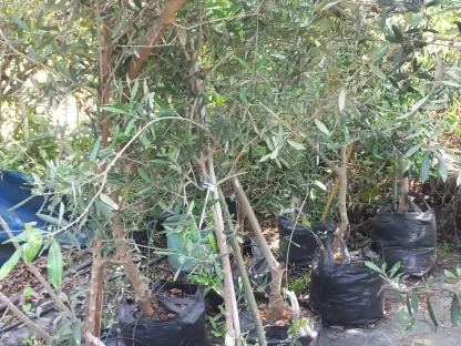זית אירופי 'קורטינה' ב-25 ליטר