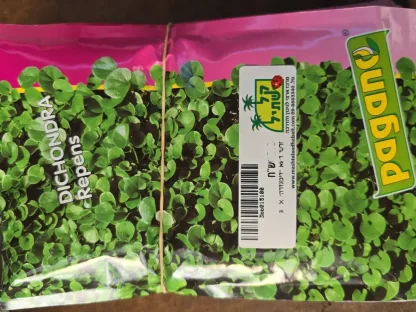 זרעי דיכונדרה (Dichondra repens) - לשטחי כיסוי