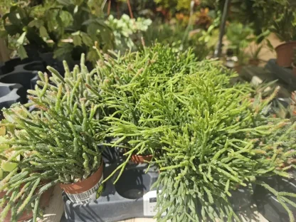 ריפסליס עציץ 5 ס"מ מינים שונים