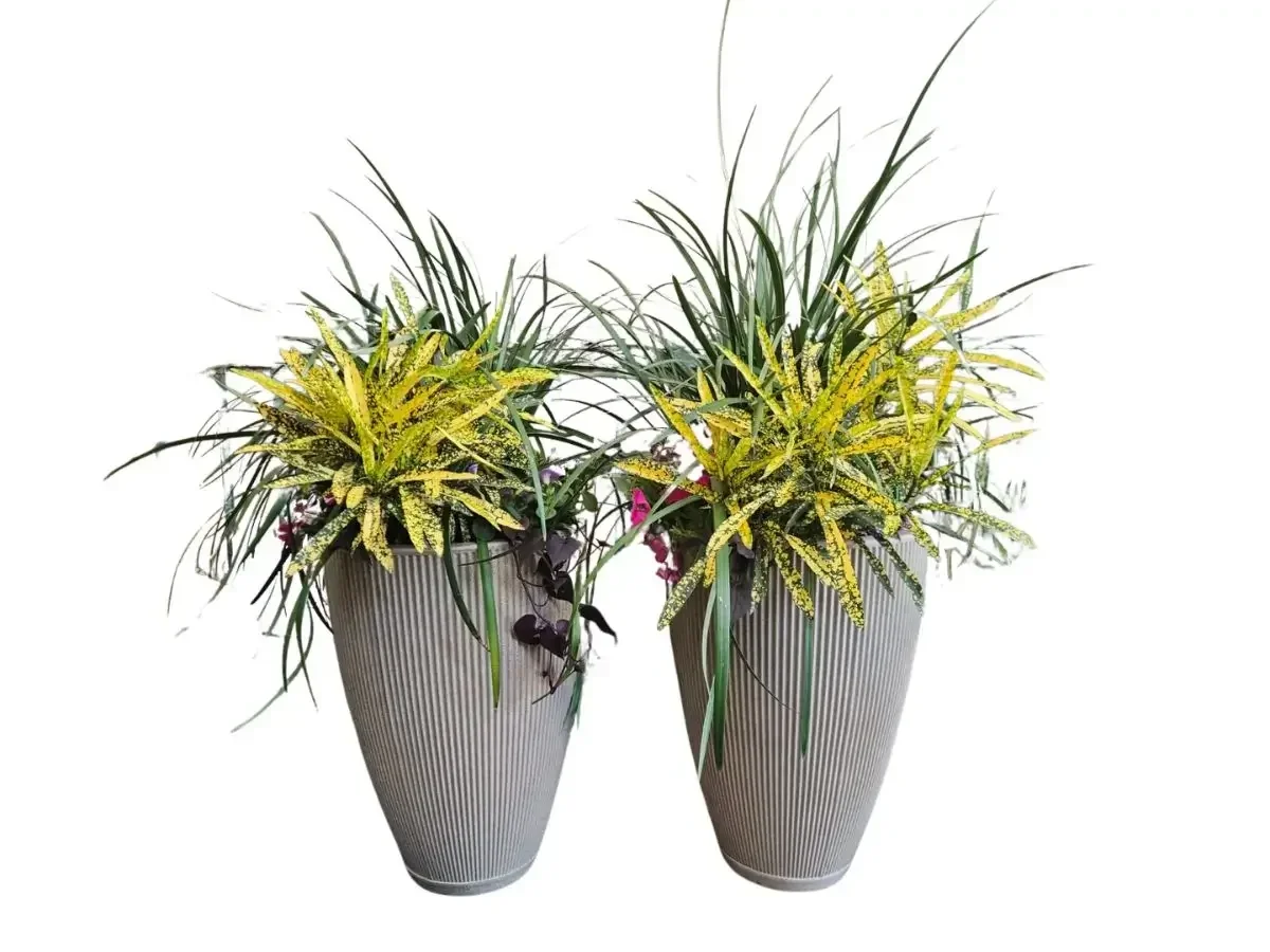 עציץ ברזילאי קוני עם קודן מגוון מצויר