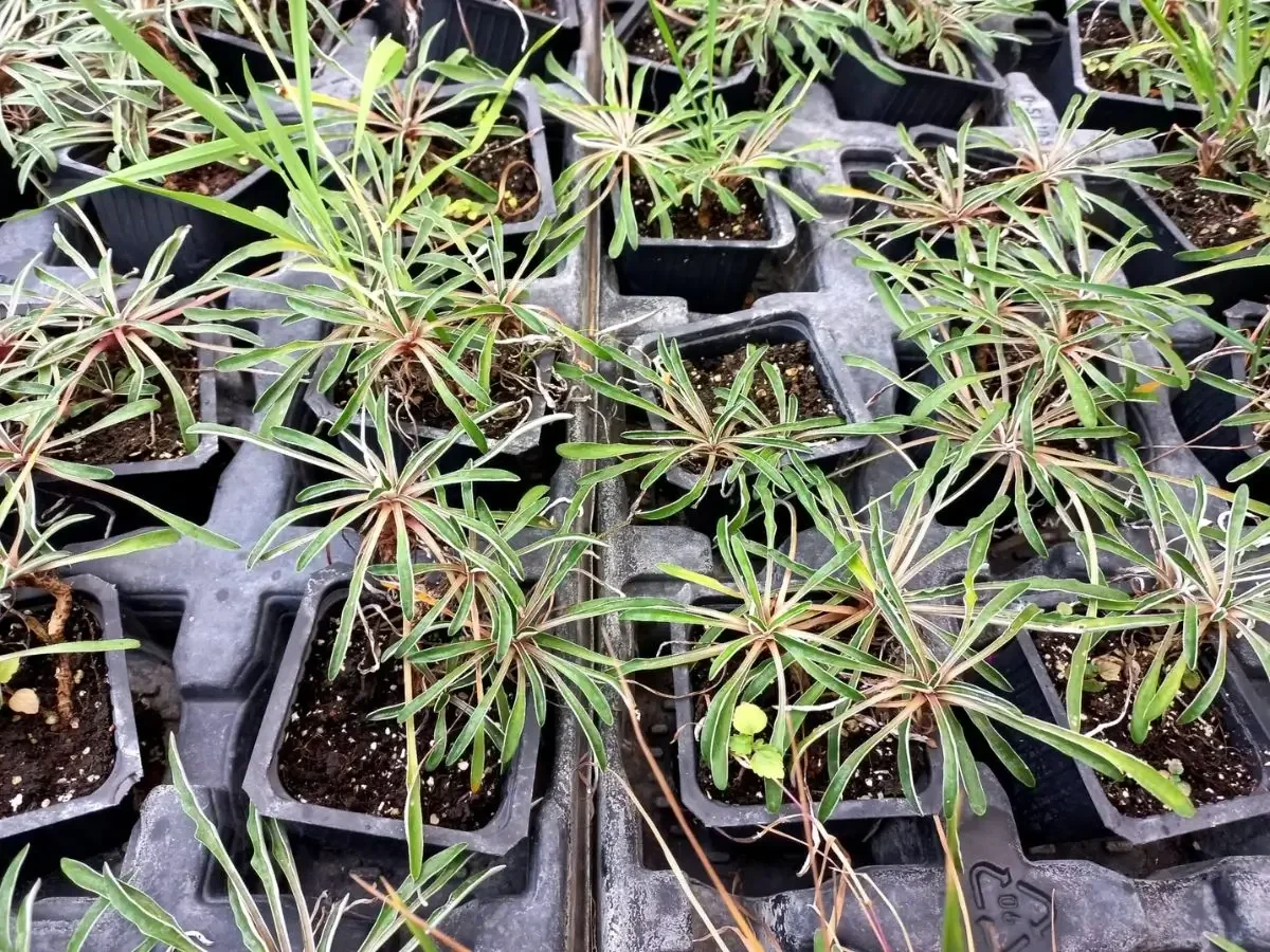 דימונדיה מרגרט