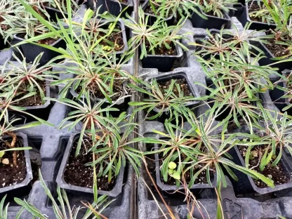 דימונדיה מרגרט