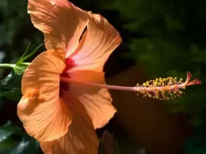 היביסקוס סיני ריק 'כתום'